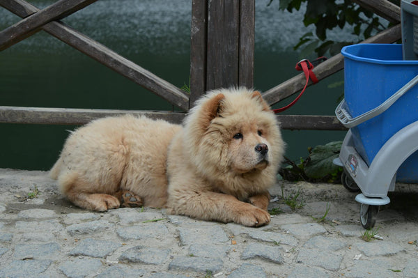 X3 Wireless Fence: The Smart Home Companion Revolutionizing Pet Safety in 2025