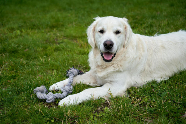 Wireless Fence for Indoor Pets: A Complete Guide