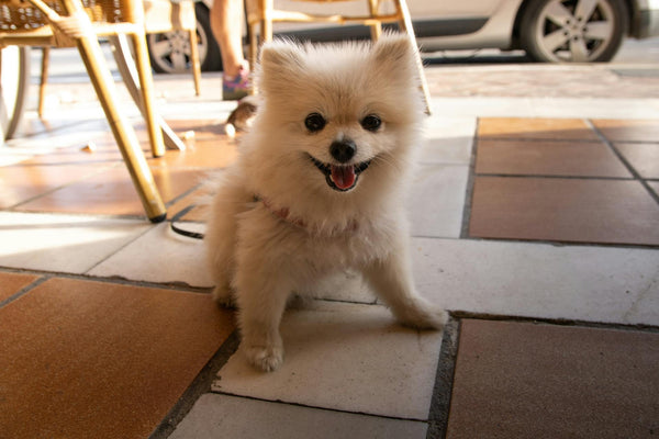 X3 Wireless Fence: AI-Powered Pet Wellness in the Age of Smart Care