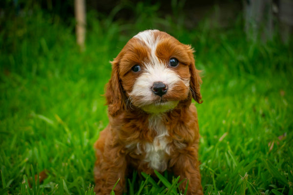 MIMOFPET X3: The Smart City Solution for Urban Dog Safety in 2025