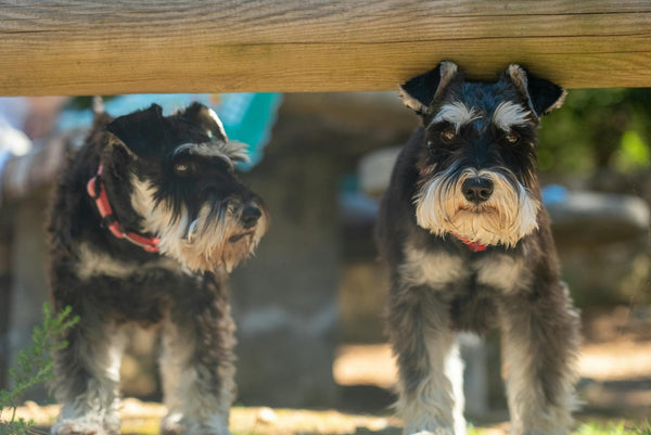 Wireless Dog Fence for Sloped Yards: A Comprehensive Guide