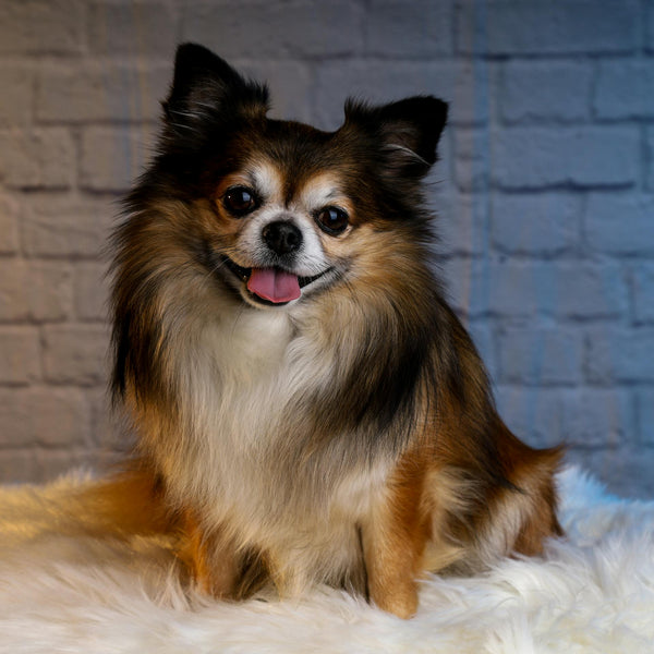 Calm, Contained, and Confident: Why a Smart Fence is Your Best Defense Against Summer Pet Anxiety