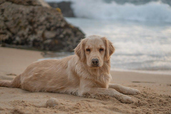 MIMOFPET X3: The Global Explorer’s Ultimate Companion for Adventure-Ready Dogs