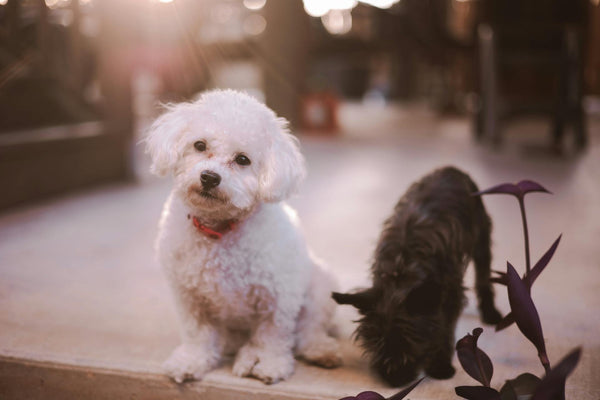 Wireless Pet Containment for Active Dogs