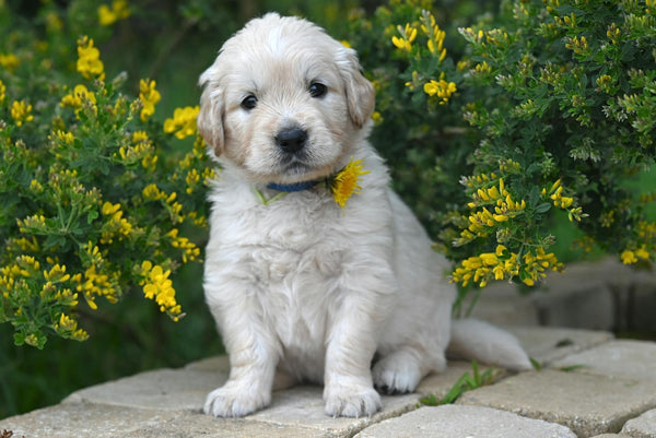 The Invisible Shield: A Guide to Protecting Your Dog from Autumn’s Hidden Hazards