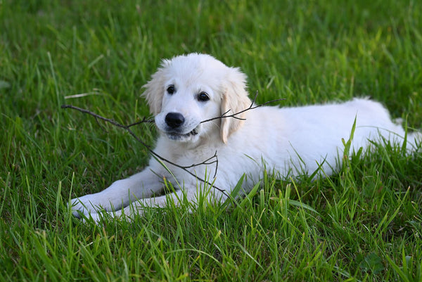 Peace of Mind on the Front Lines: A Reliable System for First Responders and Their Dogs