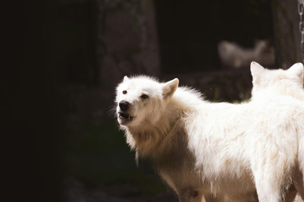 Revolutionizing Pet Containment with the X3 Wireless Fence: A Modern Solution for Today’s Pet Owners