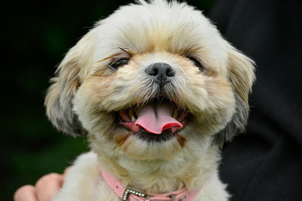 The Problem-Solver’s Guide: Using a Wireless Fence to Tackle Your Dog's Most Frustrating Habits