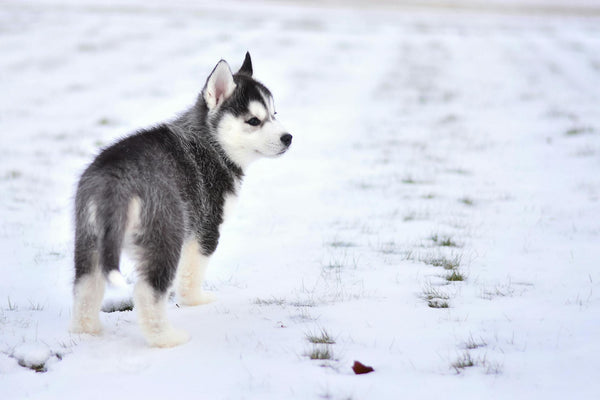 Transform Your Pet's Outdoor Experience with the X3 Wireless Fence System