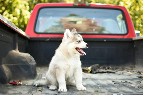 Unlocking the Freedom of Your Pet with a Wireless Dog Collar Fence System