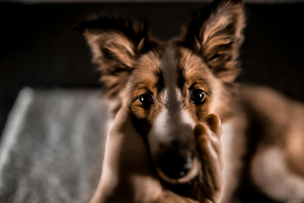 MIMOFPET X3: The Eco-Conscious Choice for Sustainable Pet Safety
