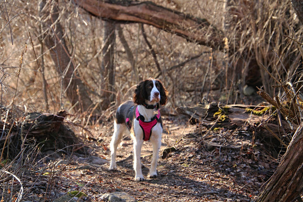 Best Wireless Dog Fence for Multiple Dogs: A Complete Guide