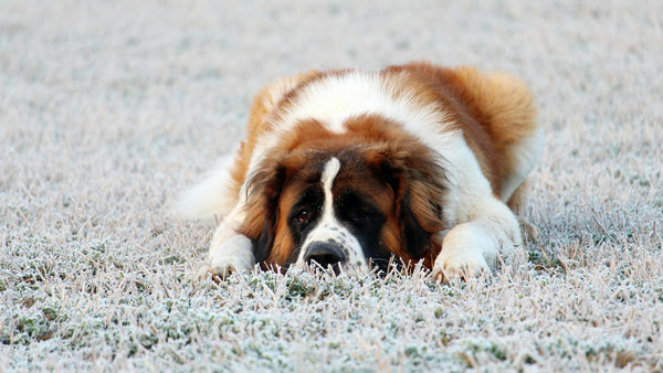 Affordable Wireless Dog Fence with GPS Tracking