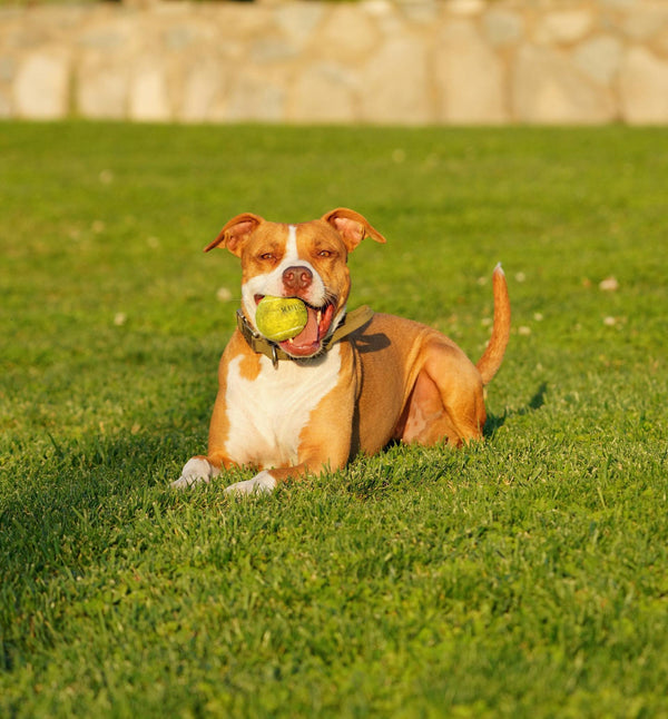 More Than a Fence — How Mimofpet X3 Turns Dog Containment into Smart Training & Control