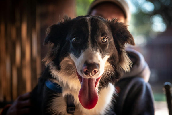 best wireless dog fence for bad weather