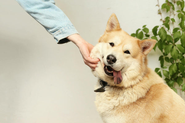 X3 Wireless Fence: Revolutionizing Pet Health & Owner Convenience