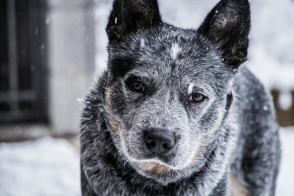 Battery-Free Wireless Dog Fence Systems: The Future of Pet Containment