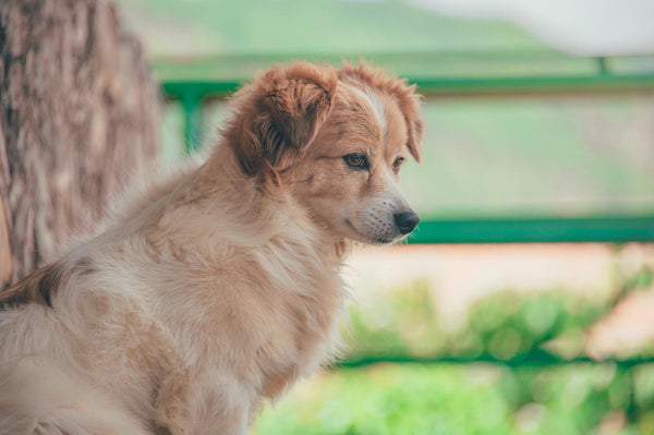 Give Your Dog Freedom Without Worry with the Mimofpet X3 Portable Wireless Fence