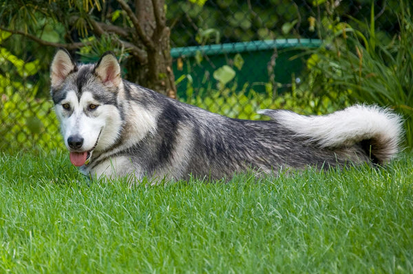 Solar-Powered Wireless Dog Fence: The Future of Pet Containment