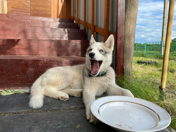 Solar-Powered Wireless Dog Fence: A Sustainable and Convenient Solution for Pet Containment