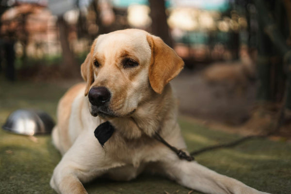 Using a Wireless Dog Fence for Yard Training