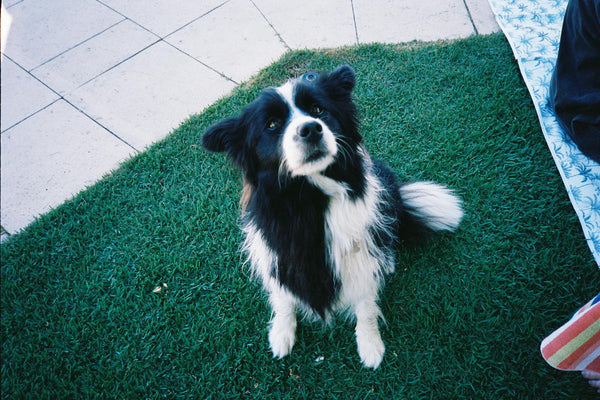 MIMOFPET X3: The Global Explorer’s Ultimate Pet Safety Companion
