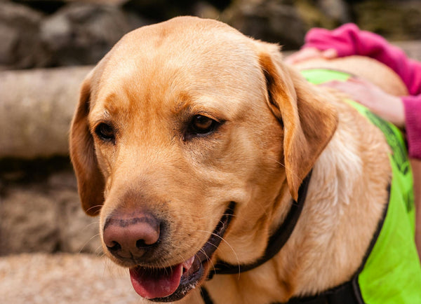 Customizable Wireless Dog Fence Boundaries: A Tailored Solution for Pet Owners