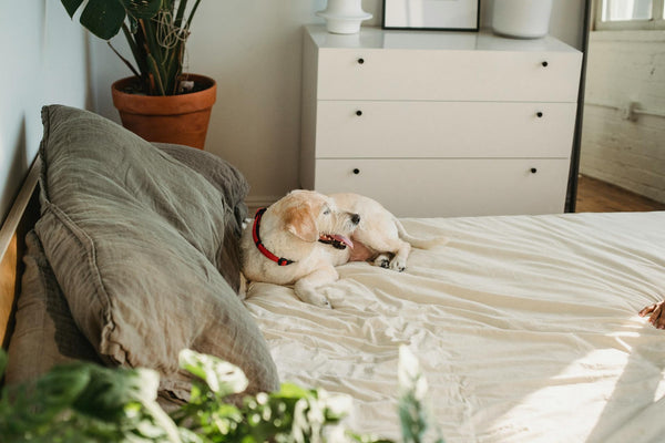 The Pet Sitter’s Secret Weapon: How to Enjoy Your Vacation with Zero Dog-Related Worries