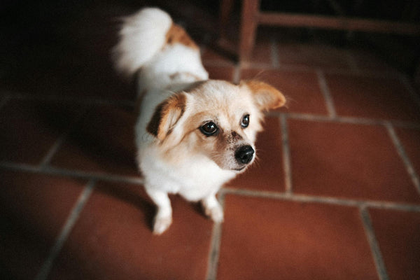 The Modern Nomad’s Toolkit: How to Create Stability for Your Dog in a Flexible World