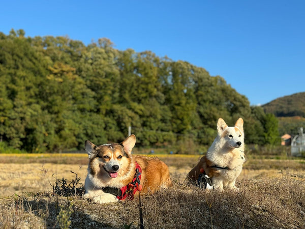 Wireless Electronic Pet Fence Systems: Safe, Effective, and Convenient Pet Containment