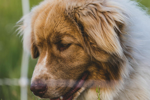The Construction Zone Companion: Keeping Your Dog Safe During a Home Renovation