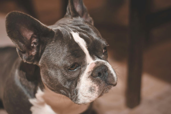 Wireless Dog Fence with GPS Tracking: Revolutionizing Pet Containment