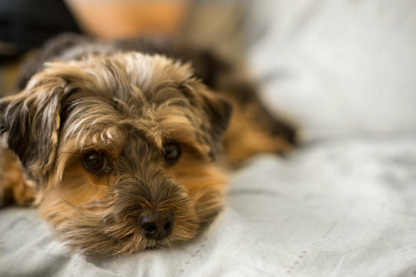 How an Invisible Fence Can Redefine Your Bond with an “Empty Nester” Dog