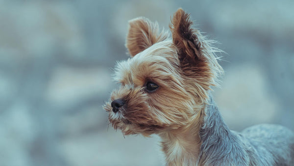 Wireless Pet Fences Compatible with GPS Dog Collars: The Future of Pet Containment