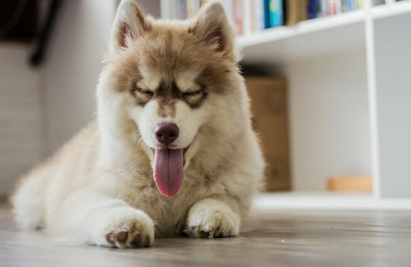 Why a Wireless Fence for Dogs is the Ultimate Solution for Pet Owners