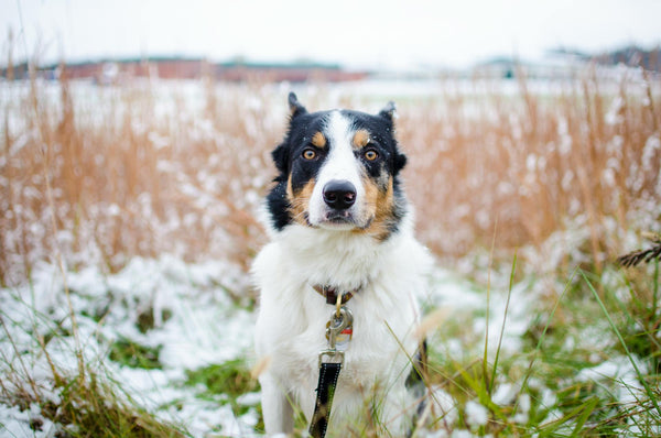 Affordable Wireless Dog Containment Systems: A Comprehensive Guide for Pet Owners in 2024