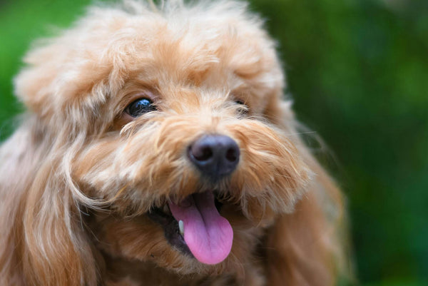 The Ultimate Host: How to Manage Your Dog During a Labor Day BBQ & Pool Party